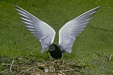 Black Tern