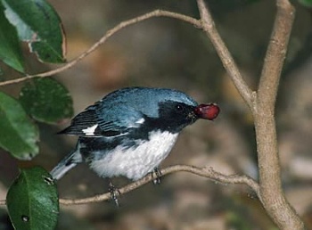 Black-throated Blue Warbler