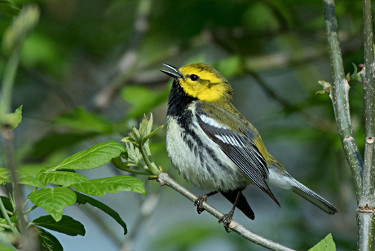 Black-throated Green Warbler