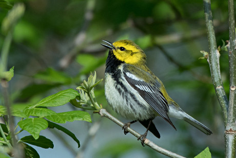 Male Black-throated Green Warbler