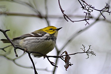 Female Black-throated Green Warbler