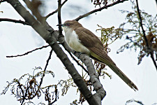 Black-billed Cuckoo