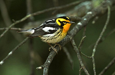 Blackburnian Warbler