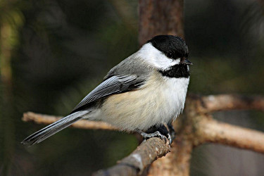 Black-capped Chickadee