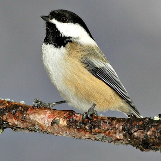 Black-capped Chickadee