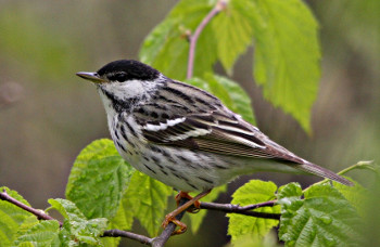 Blackpoll Warbler