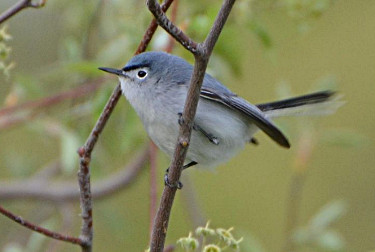 Blue-gray Gnatcatcher 