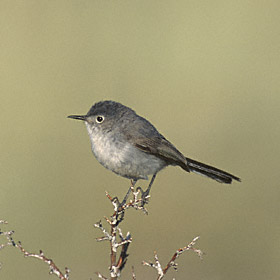 Female Blue-gray Gnatcatcher
