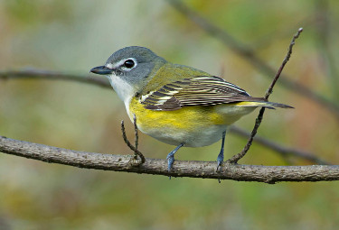 Blue-headed Vireo