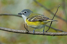 Blue-headed Vireo