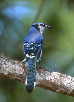 Blue Jay 