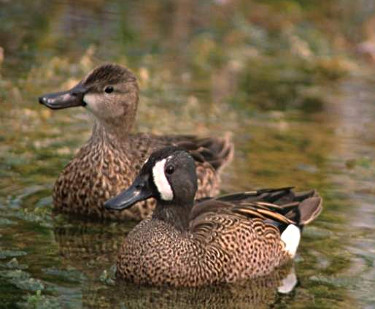 Male and Female Blue-winged Teal