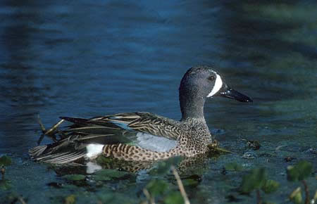 Blue-winged Teal