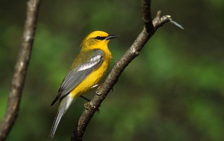 Blue-winged Warbler