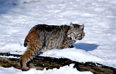 Bobcat 