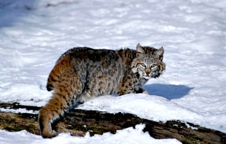 Bobcat in Winter