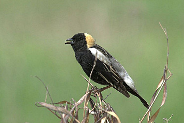 Bobolink - Male