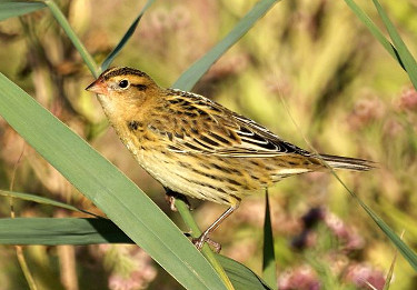 
Female Bobolink