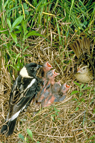 Bobolink Pair at Nest