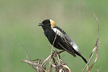 Bobolink