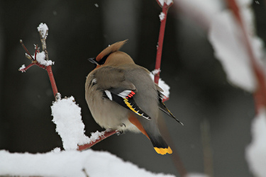 Bohemian Waxwing 