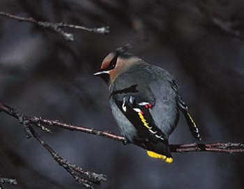 Bohemian Waxwing