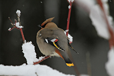 Bohemian Waxwing