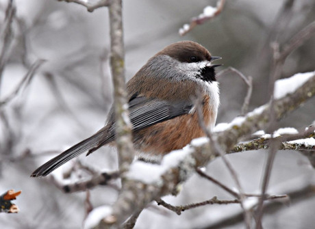 Boreal Chickadee