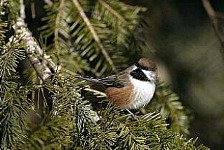 Boreal Chickadee