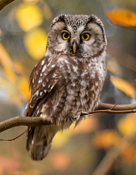 Boreal Owl