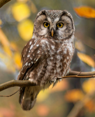 Boreal Owl