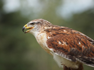 Broad-winged Hawk