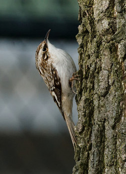 Brown Creeper