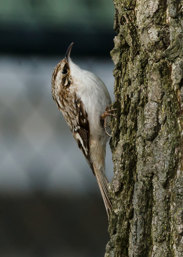 Brown Creeper