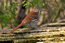 Brown Thrasher