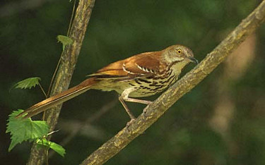 
Brown Thrasher