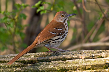 black thrasher bird