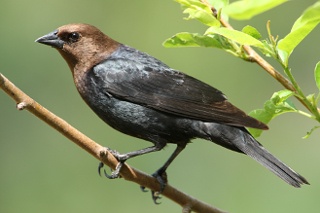 Brown-headed Cowbird