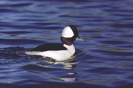 Male Bufflehead