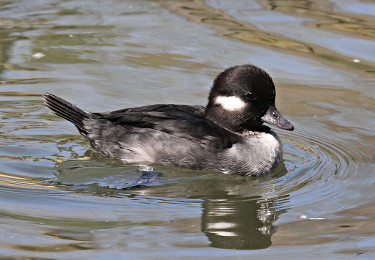 Female Bufflehead