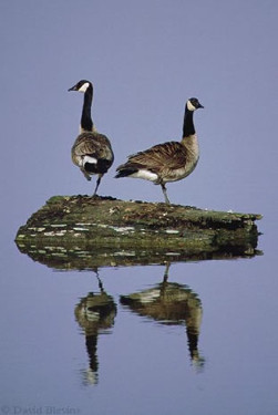 Canada Goose