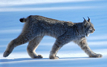 Canada Lynx 