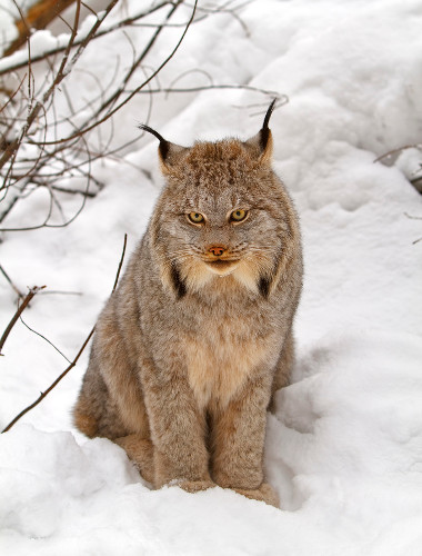 Canada Lynx