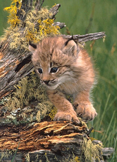 Canada Lynx Kitten