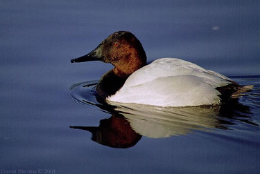 Canvasback