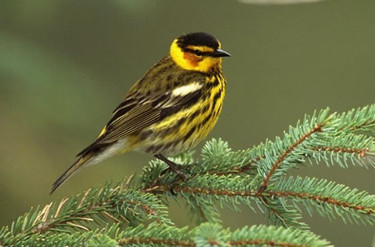 Cape May Warbler