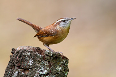 Carolina Wren