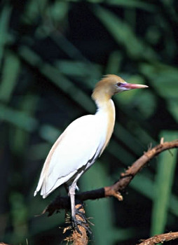 Cattle Egret