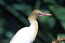 Cattle Egret