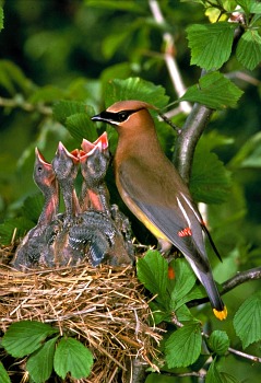 Cedar Waxwing at Nest